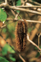 Las vainas que envuelven las semillas de algunas plantas estn provistas de estructuras que se adhieren a la piel de los animales para ser transportadas por stos.
