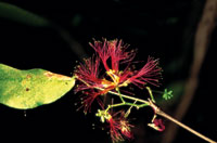 Las plantas se valen de la vistosidad de sus flores como una estrategia para que los animales sirvan como medio para transferir el polen que producen los rganos masculinos o anteras hasta el rgano femenino o estigma.