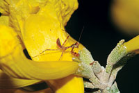 La forma y el color de las flores demuestran la preferencia de la planta por ciertos polinizadores: las cnicas de color amarillo  atraen mariposas y abejas.