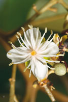 Las flores blancas suelen liberar fragancias que atraen a los polinizadores.