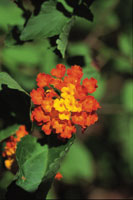 Los colores vivos que contrastan con el verde del follaje son seales visuales para los polinizadores.