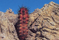 La biodiversidad de la Sierra Nevada de Santa Marta es sorprendente debido a la heterogeneidad de su rgimen climtico.