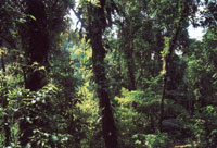 La biodiversidad de la Sierra Nevada de Santa Marta es sorprendente debido a la heterogeneidad de su rgimen climtico.