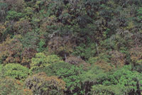 La biodiversidad de la Sierra Nevada de Santa Marta es sorprendente debido a la heterogeneidad de su rgimen climtico.