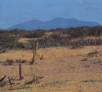 En la serrana de Macuira se encuentra desde la vegatacin seca y espinosa de las zonas planas perifricas hasta una frondosa vegetacin sobre los 500 msnm, constituida principalmente por el nico bosque de niebla enano del pas.