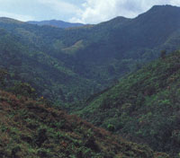 En la serrana de Macuira se encuentra desde la vegatacin seca y espinosa de las zonas planas perifricas hasta una frondosa vegetacin sobre los 500 msnm, constituida principalmente por el nico bosque de niebla enano del pas.