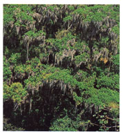 Uno de los factores que determinan la existencia de los bosque enanos de Macuira es la humedad proveniente del mar que es atrapada por la serrana, la cual acta como barrera para los vientos alisios provenientes del nororiente.