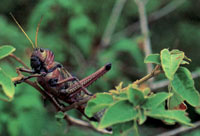 La composicin faunstica de Macuira no es muy variada si se compara con la de otras sierras y serranas del sistema montaoso perifrico; sin embargo, dentro del contexto desertico de la pennsula de la Guajira es un verdadero oasis de vida.