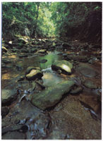 Quebrada de aguas someras durante el periodo seco.