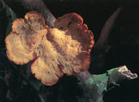 La vegetacin silvestre es prcticamente inexistente; solo se encuentra en algunas manchas relictuales donde se observan bosques de transicin entre secos y hmedos.