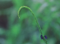 La vegetacin silvestre es prcticamente inexistente; solo se encuentra en algunas manchas relictuales donde se observan bosques de transicin entre secos y hmedos.