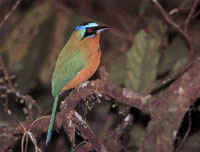 La escasa cobertura vegetal limita la existencia de la fauna; No obstante, entre el bosque del Santuario de Fauna Y Flora se encuentran diversas especies de insectos, aves y batracios; sorprende la presencia de algunas manadas de primates.