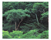 El Santuario de Fauna y Flora de Los Colorados se cre para proteger el nico bosque nativo que an subsiste en la serrana.