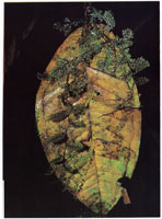 Ciclo de descomposicin y regeneracin de la vegetacin en las selvas pluviales de la serrana del Baud-Los Saltos.