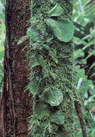 En la serrana del Baud-Los Saltos se han reportado ms de 2.800 especies de plantas superiores e inferiores por lo cual se considera como la regin del planeta con mayor diversidad florstica. En estas selvas isomegatrmicas las flores son, en su mayor