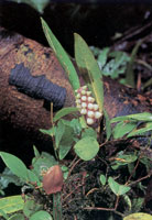 En la serrana del Baud-Los Saltos se han reportado ms de 2.800 especies de plantas superiores e inferiores por lo cual se considera como la regin del planeta con mayor diversidad florstica. En estas selvas isomegatrmicas las flores son, en su mayor