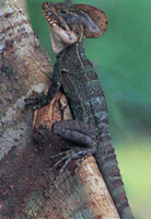 En la serrana del Baud-Los Saltos se han reportado ms de 2.800 especies de plantas superiores e inferiores por lo cual se considera como la regin del planeta con mayor diversidad florstica. En estas selvas isomegatrmicas las flores son, en su mayor