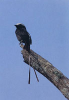 En la serrana del Baud-Los Saltos se han reportado ms de 2.800 especies de plantas superiores e inferiores por lo cual se considera como la regin del planeta con mayor diversidad florstica. En estas selvas isomegatrmicas las flores son, en su mayor