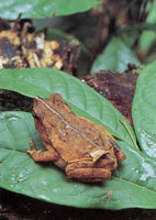 En la serrana del Baud-Los Saltos se han reportado ms de 2.800 especies de plantas superiores e inferiores por lo cual se considera como la regin del planeta con mayor diversidad florstica. En estas selvas isomegatrmicas las flores son, en su mayor