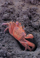 En la serrana del Baud-Los Saltos se han reportado ms de 2.800 especies de plantas superiores e inferiores por lo cual se considera como la regin del planeta con mayor diversidad florstica. En estas selvas isomegatrmicas las flores son, en su mayor