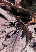 En la serrana del Baud-Los Saltos se han reportado ms de 2.800 especies de plantas superiores e inferiores por lo cual se considera como la regin del planeta con mayor diversidad florstica. En estas selvas isomegatrmicas las flores son, en su mayor