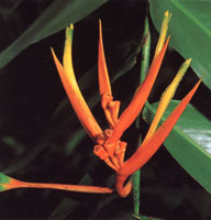 El piso de la selva est cubierto por abundante hojarasca y pequeos helechos, plntulas y arbustos; El estrato arbustivo es relativamente denso y las flores presentan vivos colores.