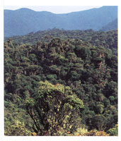 La vegetacin, especializada en el aprovechamiento de la humedad ambiental, se adapta a la variedad de formaciones fisiogrficas que van desde suaves colinas hasta angostos y profundos caones.
