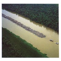 El aprovechamiento prolongado de las valiosas maderas del Darin ha ocasionado impresionantes daos a este ambiente natural, considerado uno de los ms ricos del planeta.