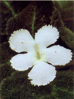 Los diferentes hongos que se encuentran en la serrana se encargan de extraer los nutrientes de otros organismos en proceso de descomposicin para obtener su alimento; a su vez liberan nutrientes que utilizan de inmediato otros organismos para continuar u