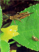 Los diferentes hongos que se encuentran en la serrana se encargan de extraer los nutrientes de otros organismos en proceso de descomposicin para obtener su alimento; a su vez liberan nutrientes que utilizan de inmediato otros organismos para continuar u