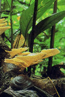 Los diferentes hongos que se encuentran en la serrana se encargan de extraer los nutrientes de otros organismos en proceso de descomposicin para obtener su alimento; a su vez liberan nutrientes que utilizan de inmediato otros organismos para continuar u