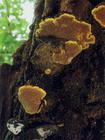 Los diferentes hongos que se encuentran en la serrana se encargan de extraer los nutrientes de otros organismos en proceso de descomposicin para obtener su alimento; a su vez liberan nutrientes que utilizan de inmediato otros organismos para continuar u