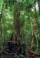 Los diferentes hongos que se encuentran en la serrana se encargan de extraer los nutrientes de otros organismos en proceso de descomposicin para obtener su alimento; a su vez liberan nutrientes que utilizan de inmediato otros organismos para continuar u