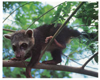 El coat tiene hbitos tanto diurnos como nocturnos, lo cual le permite una fcil adaptacin al medio.