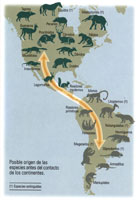 Profundos cambios en su composicin biolgica y gentica sufrieron las especies en Suramrica, cuando sta qued unida a Norteamrica, hace tan solo 5.2 millones de aos