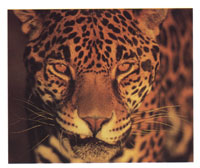 El Jaguar es una de las pcas espcies del Neotrpico que ha podido dominar la cspide de la cadena trfica y ser objeto de una especial veneracin por parte de las culturas amerindias a lo largo del tiempo.