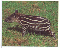 La danta, una de las espcies ms antguas del Neotrpico, es un mamfero que ha sido relacionado con el caballo, la cebra, el ciervo eincluso con el hipoptamo. En la fotografa un individuo joven.