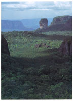 Domos, torretas y cerros tubulares  caractersticos de la serrana de Chiribiquete.