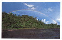 En las reas que circundan la serrana, lavegetacin est constituida por selvas higrofticas cuyos rboles alcanzan los 40 metros.