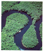 Las sabanas que circundan Chiribiquete, estn cubiertas por densas selvas surcadas por ros de aguas negras.
