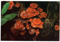 La extrema humedad de algunos sectores, bajo el dosel arbreo, estimula la aparicin de hongos cuya funcin primordial consiste en la descomposicin de la materia vegetal que enriquece los suelos.