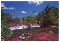 Uno de los lugares ms bellos de la serrana de La Macarena es Cao Cristales.