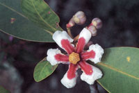 En las vegas bajas de la serrana, se encuentra un tipo de vegetacin adaptada a las continuas inundaciones y especializada en colonizar los espacios abiertos. Muchas de ellas presentan colores muy vivos en su floracin.