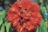 En las vegas bajas de la serrana, se encuentra un tipo de vegetacin adaptada a las continuas inundaciones y especializada en colonizar los espacios abiertos. Muchas de ellas presentan colores muy vivos en su floracin.