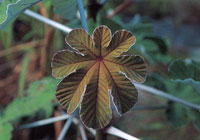 En las vegas bajas de la serrana, se encuentra un tipo de vegetacin adaptada a las continuas inundaciones y especializada en colonizar los espacios abiertos. Muchas de ellas presentan colores muy vivos en su floracin.