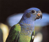 La vifauna est compuesta por ms de 550 especies; el origen de muchas de ellas es amaznico y el de otras andino.