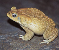 Los reptiles y los anfibios, cuya representacin es muy numerosa, tienen hbitos acuticos, terrestres y arborcolas.