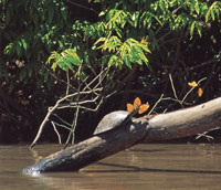 Muchas especies como la tortuga tapaculo y una gran variedad de mariposas, se acercan a las orillas de las quebradas, los ros y los pantanos, para aprovechar el calor del sol.
