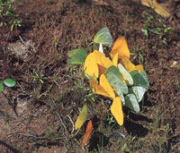 Muchas especies como la tortuga tapaculo y una gran variedad de mariposas, se acercan a las orillas de las quebradas, los ros y los pantanos, para aprovechar el calor del sol.