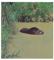 El tapir amaznico de La Macarena, se caracteriza por su tupida melena sobre el cuello, la cual le permite amortiguar los golpes cuando corre por la selva.